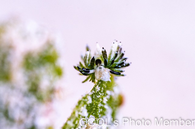 ウサギモウミウシ