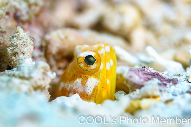 ホシカゲアゴアマダイ