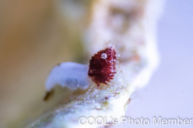 サシミシュリンプ