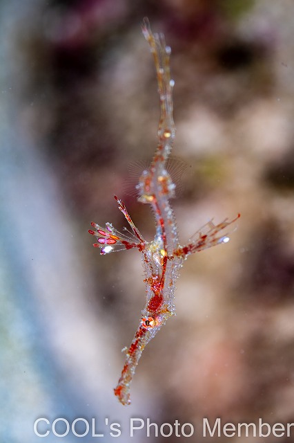 ニシキフウライウオ