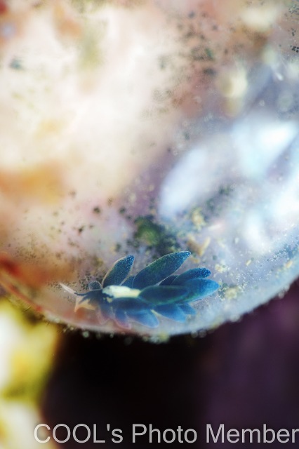 エルコラニア・エンドフィトファガ