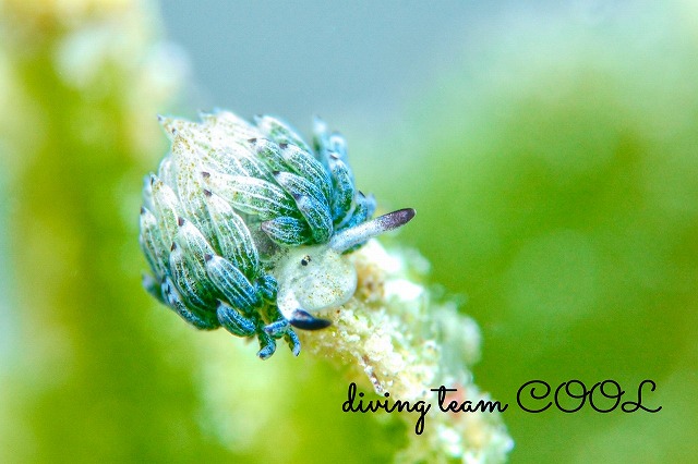 ウサギモウミウシ