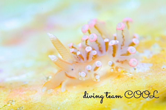 フウセンミノウミウシ