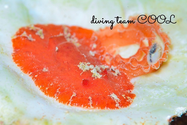 カザンウミウシ