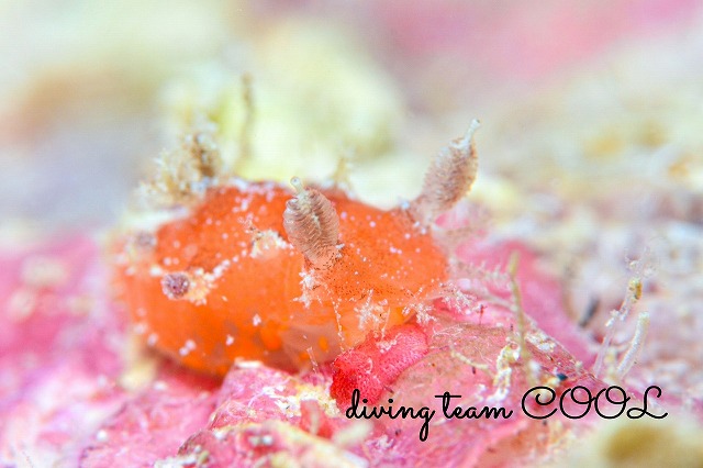 ニンジンヒカリウミウシ