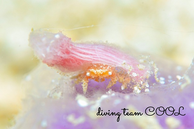 カイカムリの仲間