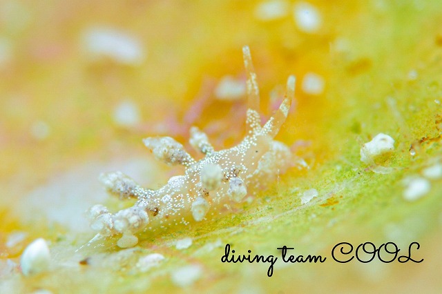 ヒョウタンミノウミウシ