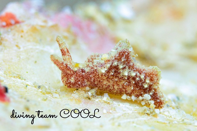 チャイロミドリガイ