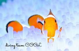 カクレクマノミ