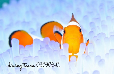 カクレクマノミ