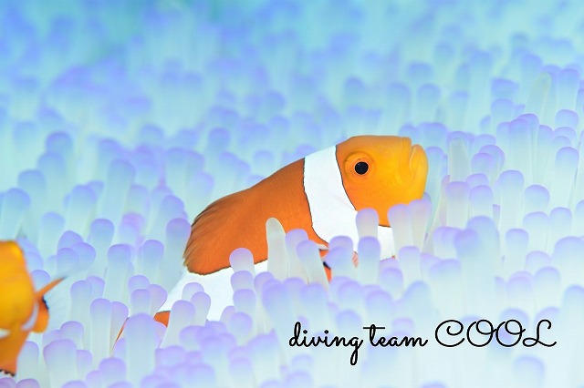 カクレクマノミ