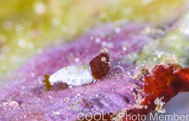 サシミシュリンプ