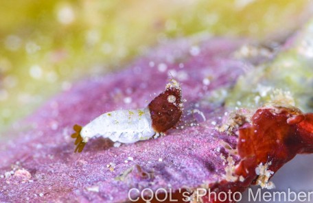 サシミシュリンプ