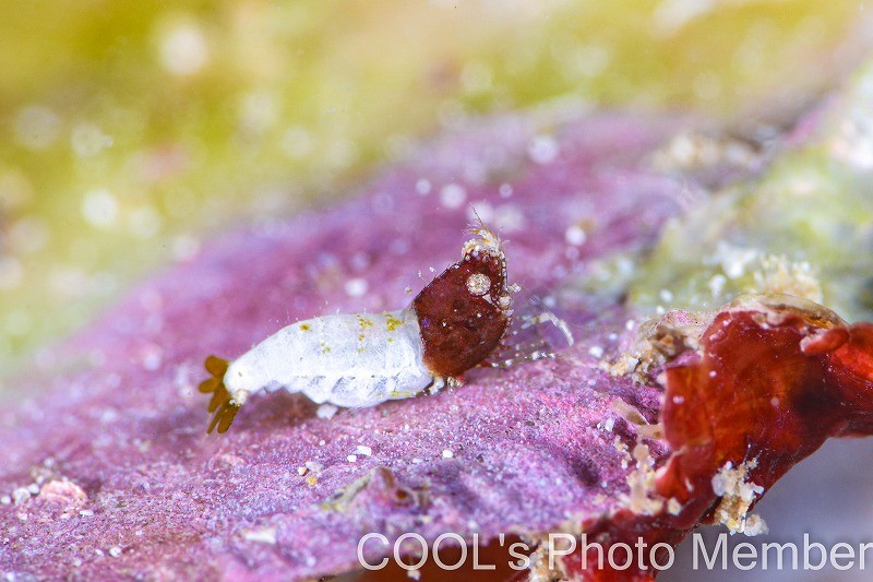 サシミシュリンプ