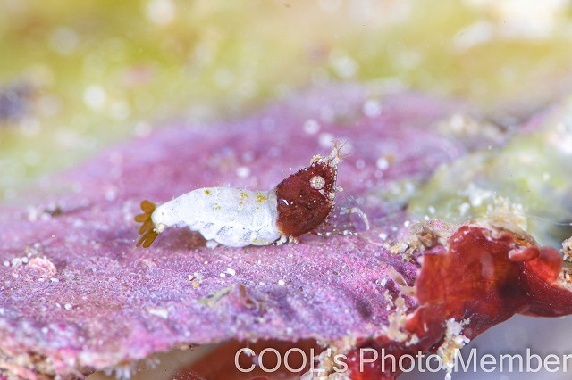 サシミシュリンプ