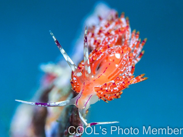 アンヘルミノモドキ