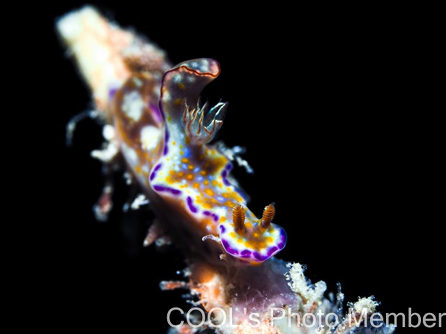 テヌウニシキウミウシ