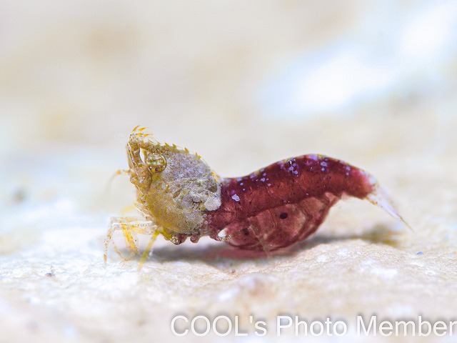 サシミシュリンプ