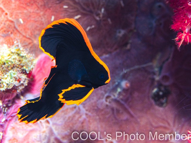 アカククリの幼魚