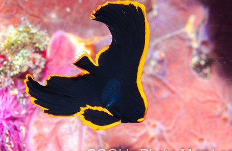 アカククリの幼魚