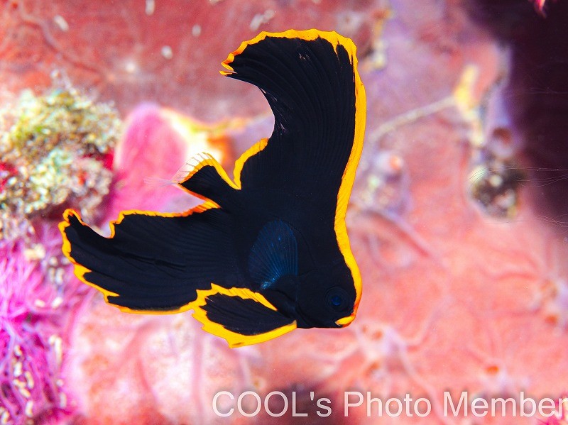 アカククリの幼魚