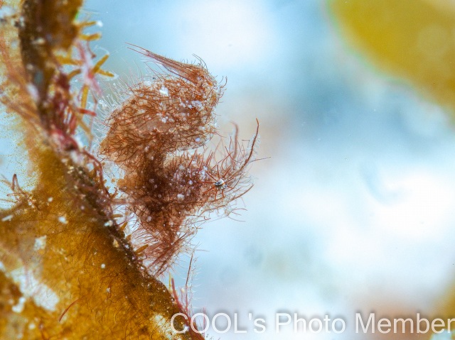 フィコカリス・シムランス