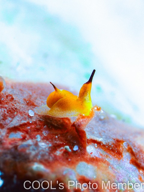 キマダラウミコチョウ