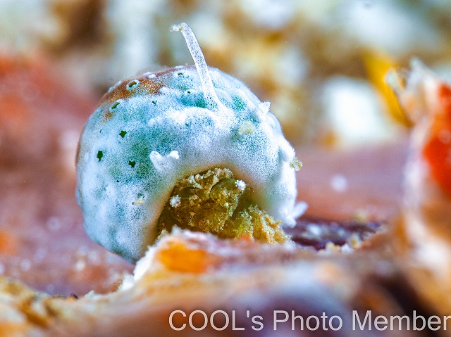 ユキンコボウシガニ