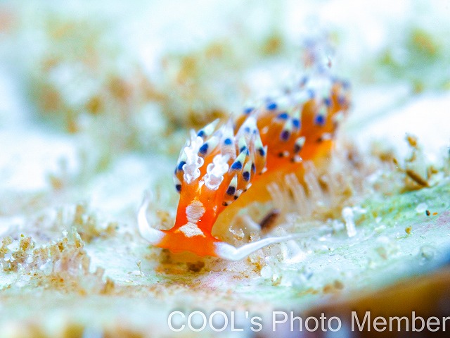 リンカミノウミウシ