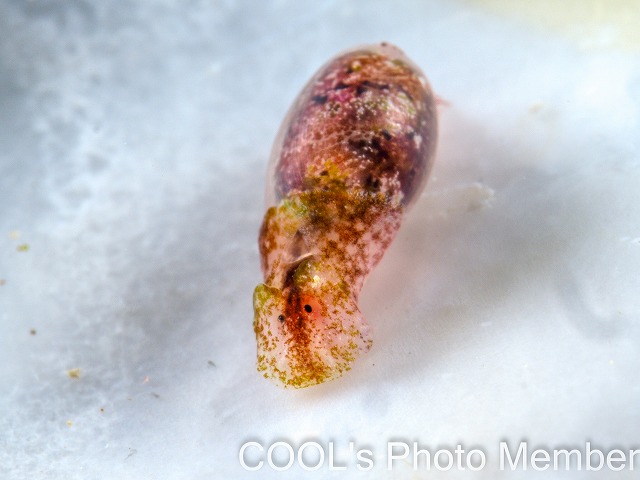 キバカイコガイ