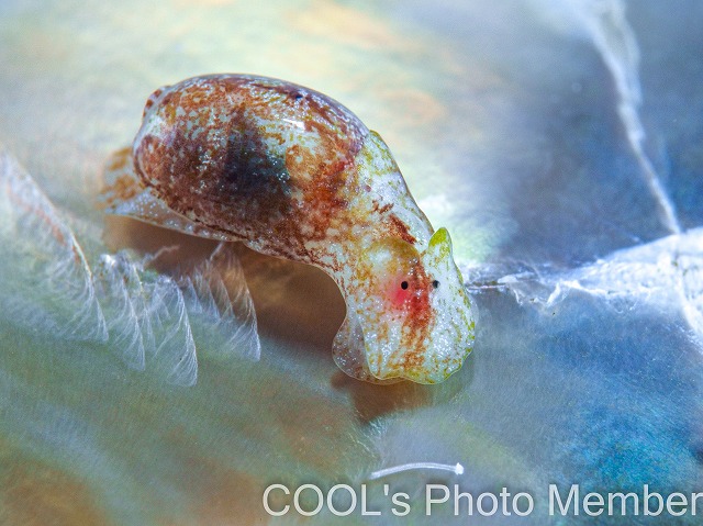 キバカイコガイ