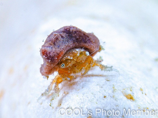 カイカムリの仲間