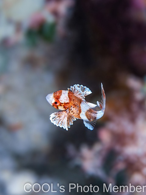 チョウチョウコショウダイの幼魚