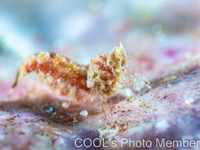 サシミシュリンプ