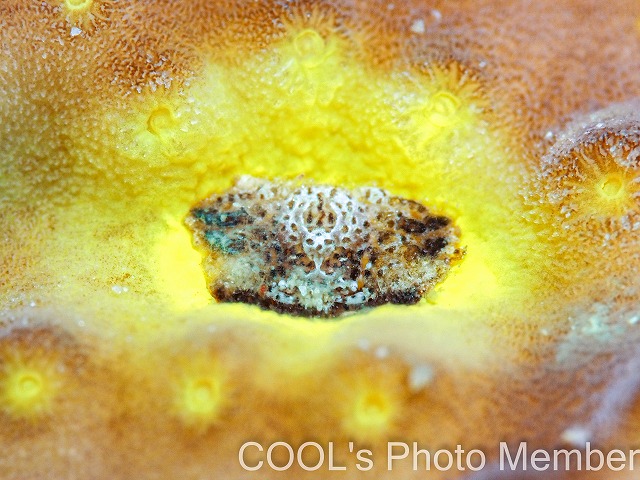 アシビロサンゴヤドリガニSP