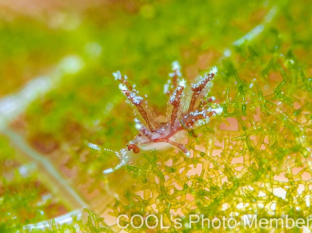 ヒメハナビラウミウシ