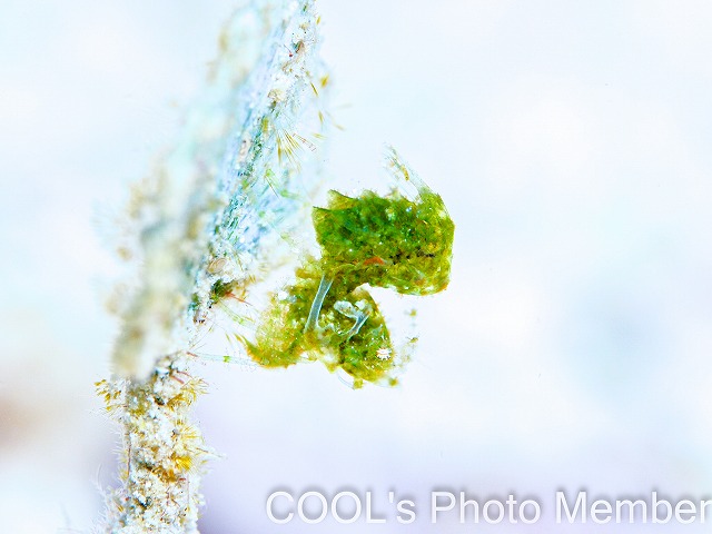 フィコカリス・シムランス