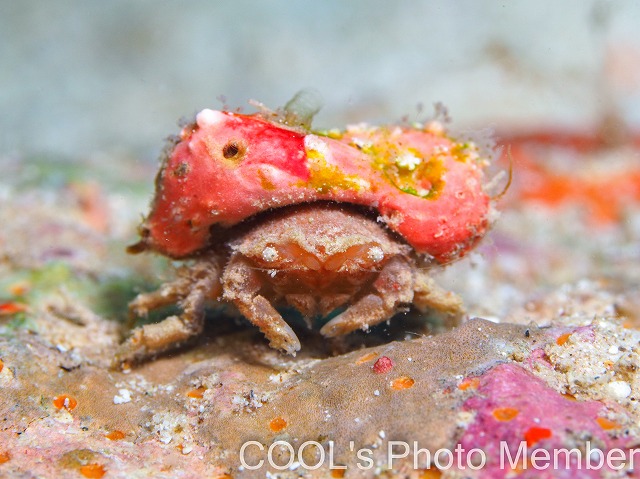 カイカムリの仲間