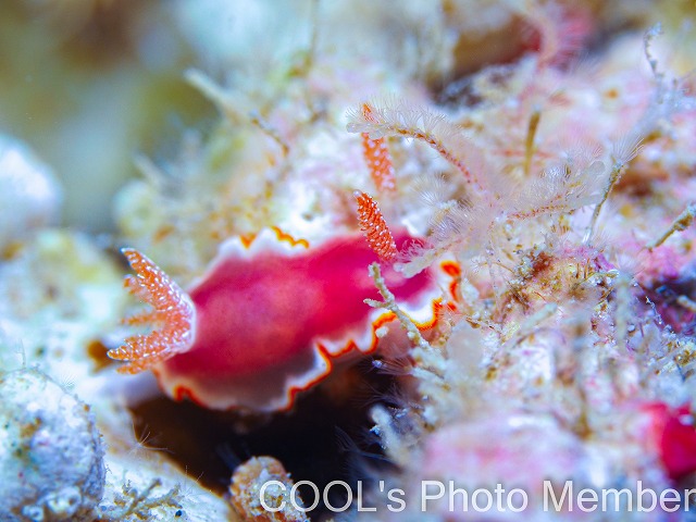 ウスクレナイウミウシ