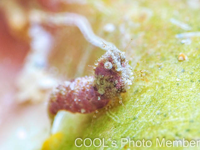 サシミシュリンプ