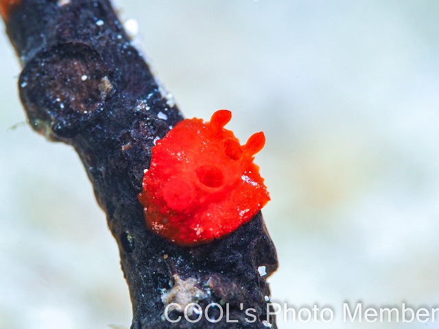 イチゴジャムウミウシ