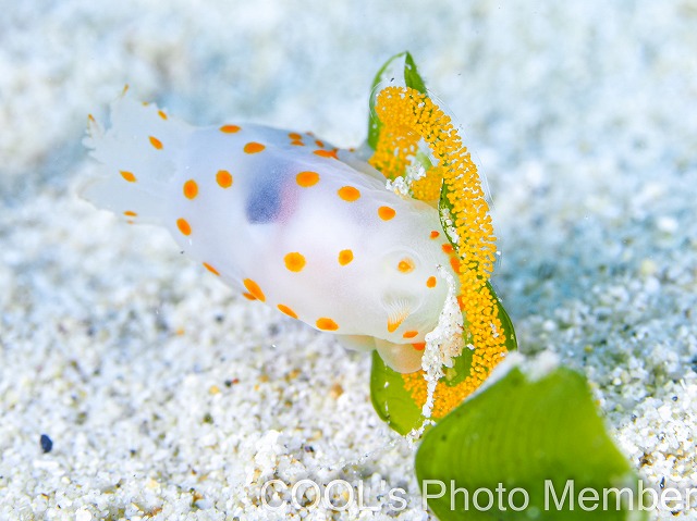 キヌハダウミウシ属の一種15