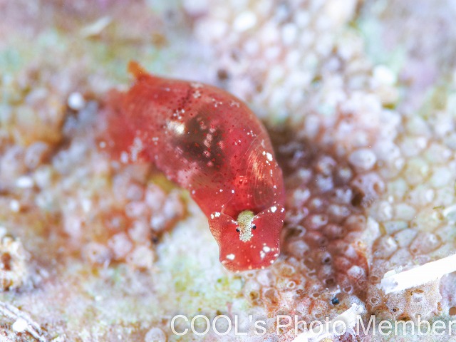 カバヅラブドウガイ