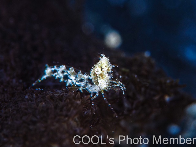 サシミシュリンプ