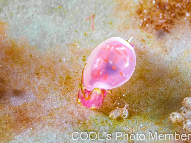 ブドウガイ科の一種11