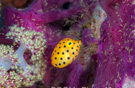 ミナミハコフグの幼魚