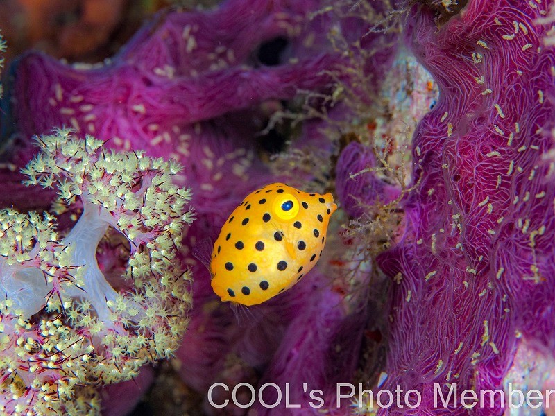 ミナミハコフグの幼魚