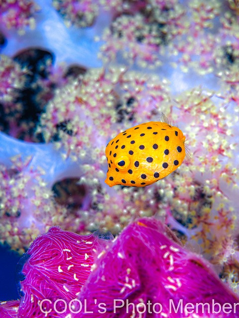 ミナミハコフグの幼魚