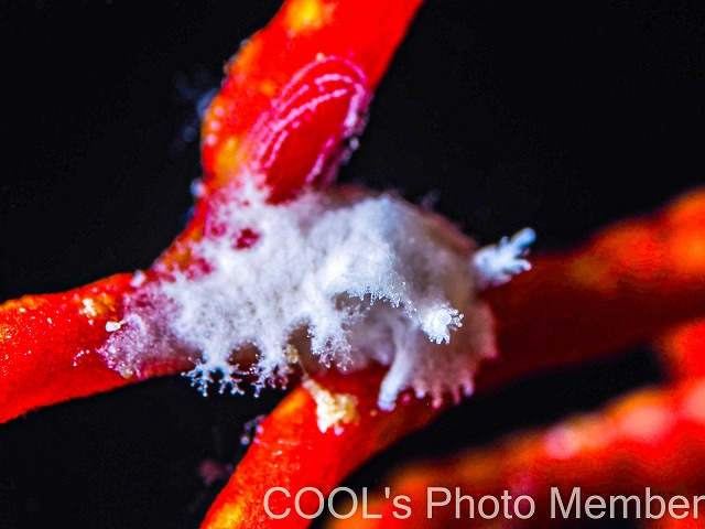 シロハナガサウミウシ