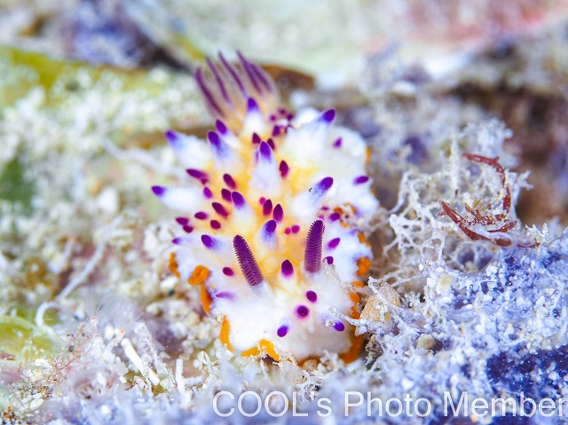 レンゲウミウシ